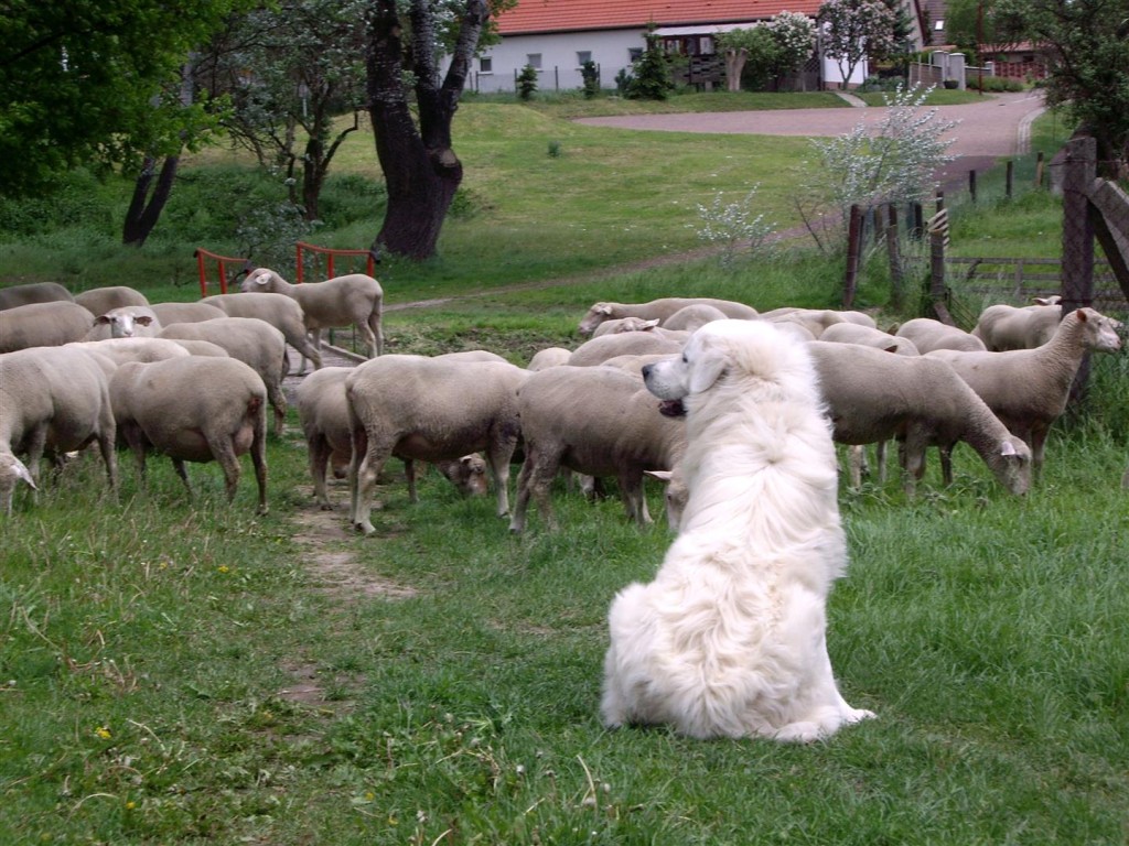 Herdenschutz Hund Slovensky Cuvac bewacht seine  Schaf Herde